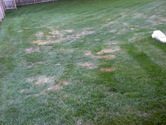 Brown Patch in Lawn 