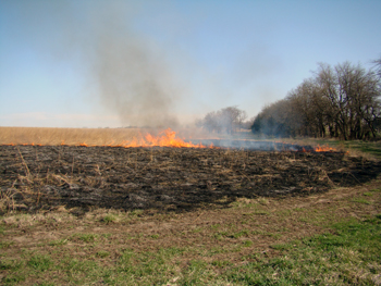 Burning pasture land