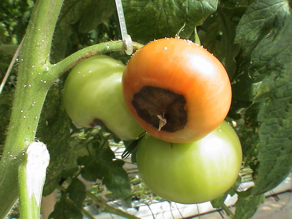 blossom end rot on tomato