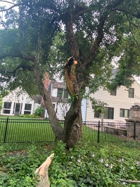 Storm damaged tree in home landscape