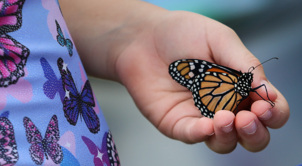 Monarch at Hasta Luego