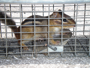 How to Catch a Chipmunk in Your House or Yard