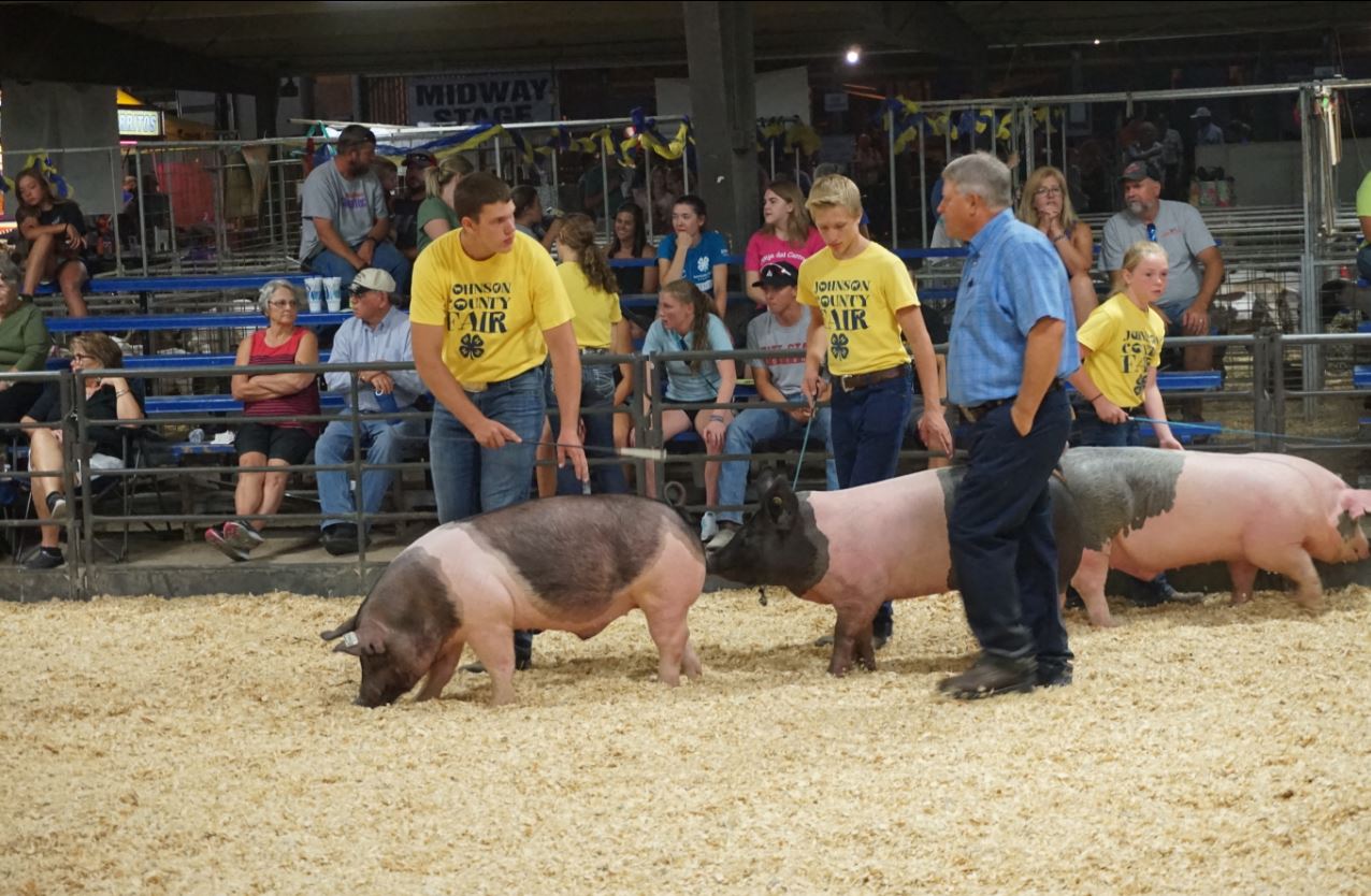 4-H Swine Show