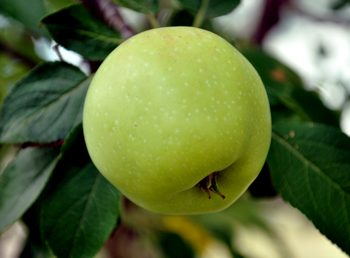 Green apple hanging from the tree