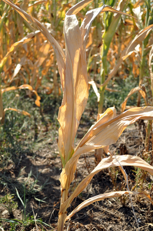 Drought stricken corn field