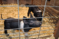 Curious piglets