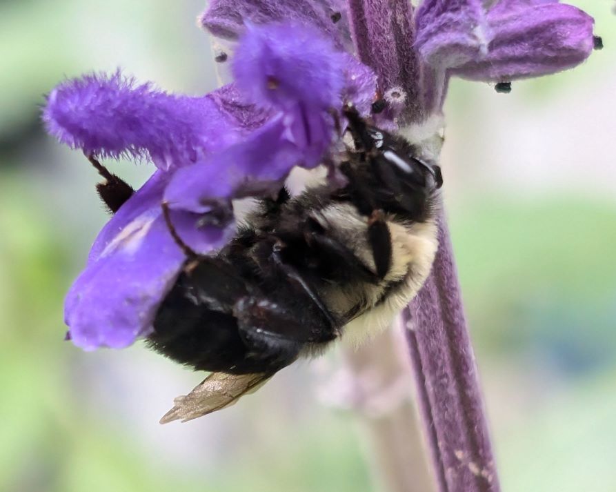 bee on blue salvia 