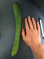 English cucumber 2