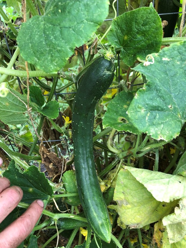 English Cucumber