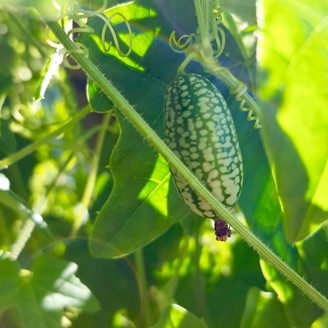 Mouse Melon Cucumber