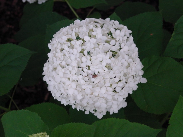 Annebelle Hydrangea 