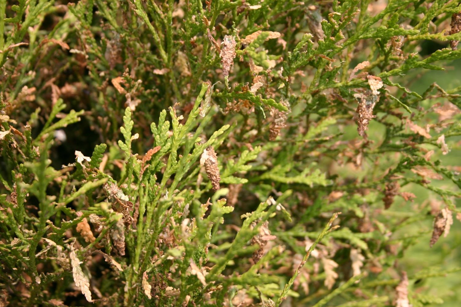 Bagworms on evergreen