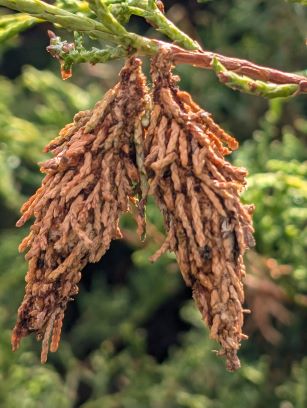 Bagworm cocoons