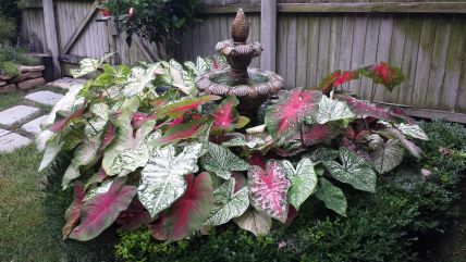 Caladium assortment 