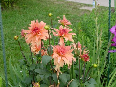 dahlia orange 