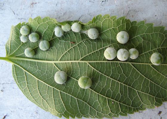 hackberry or nipple gall 