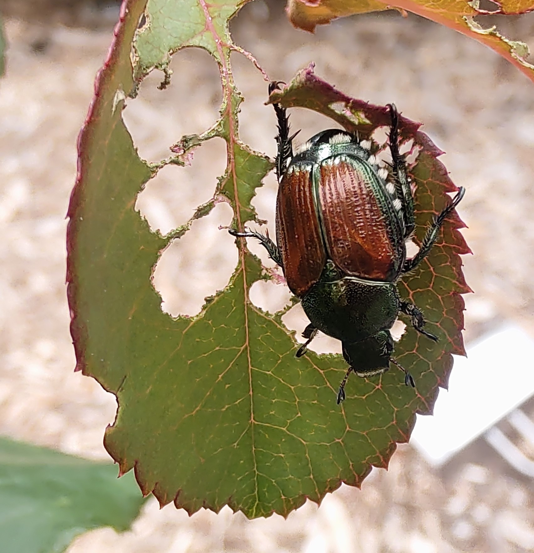 Japanese Beetle close up 