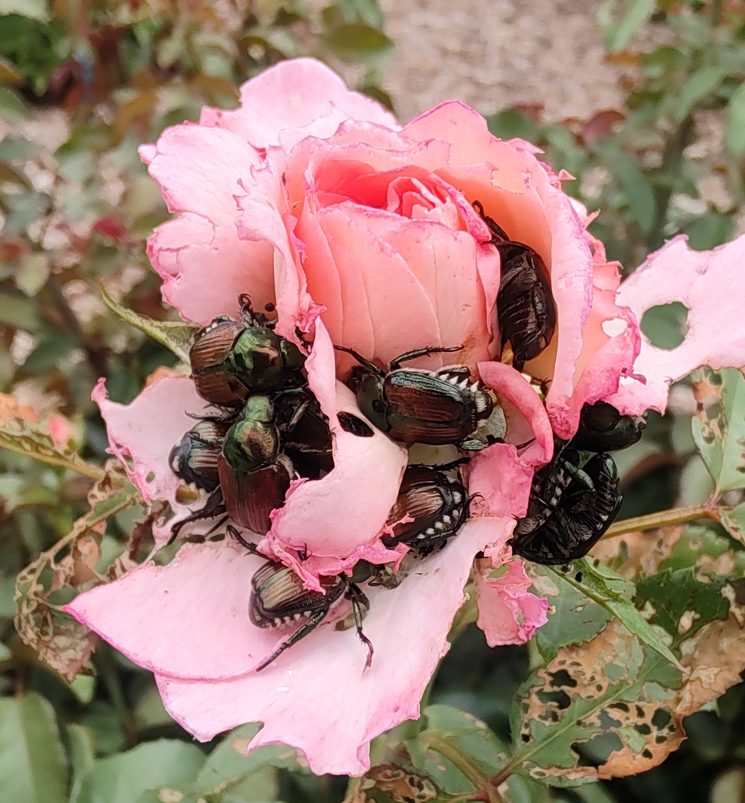 Japanese Beetle on Rose 