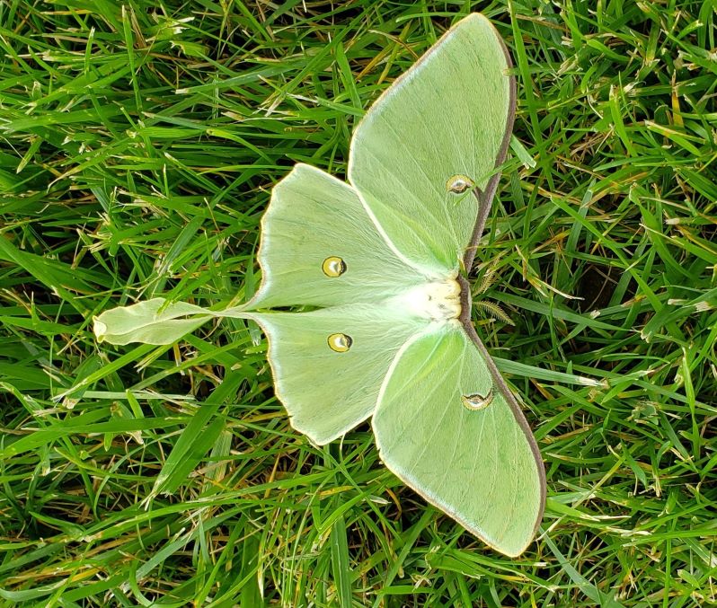 Luna Moth on lawn 