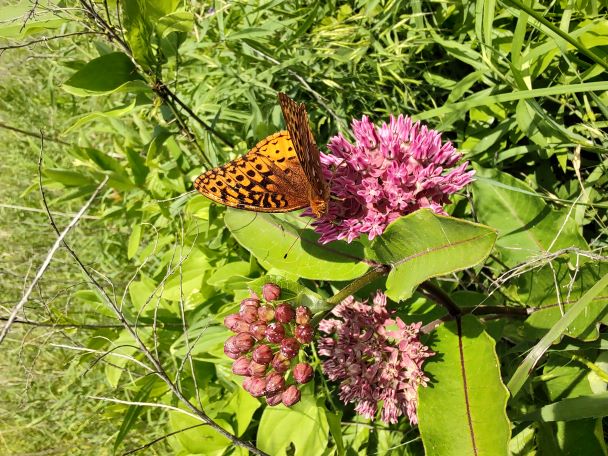 Purple Millkweed wtih butterfly