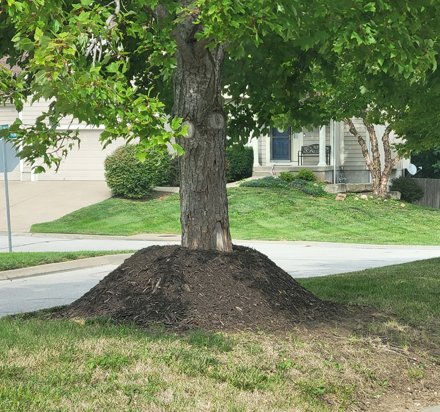 Tree with mulch volcano