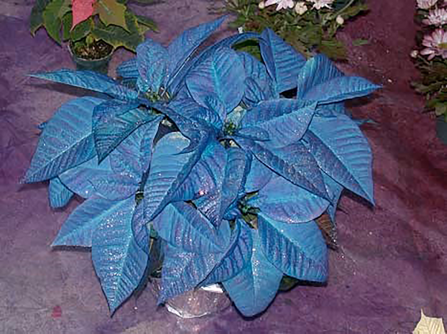 Blue Poinsettia 