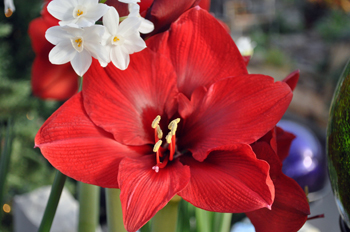 red amaryllis with paperwhite 