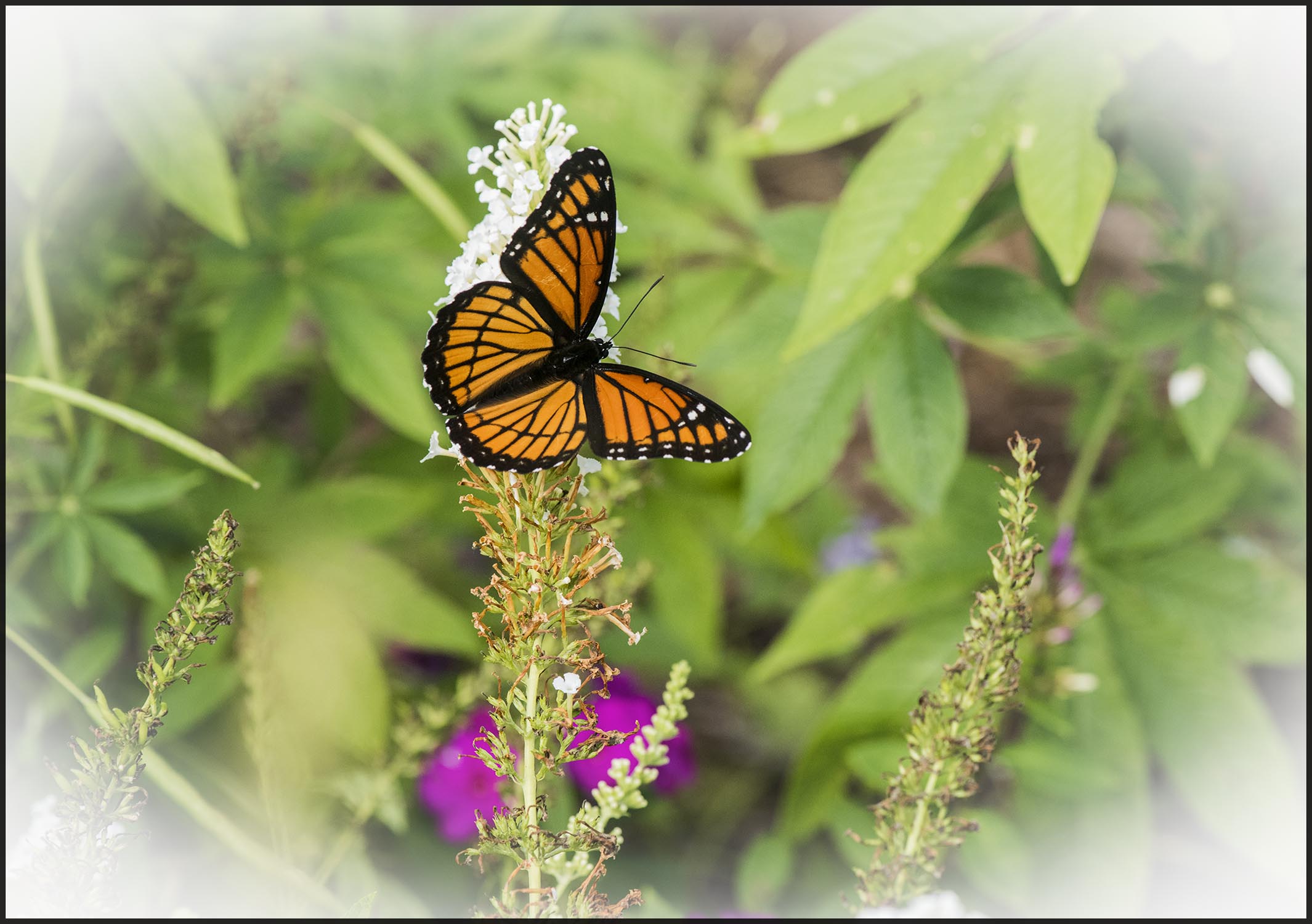 Viceroy butterfly 