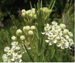 Whorled milkweed