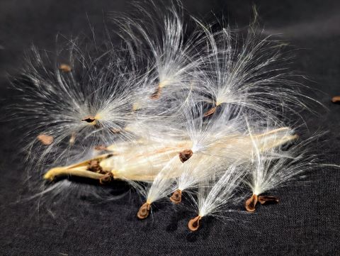 butterfly milkweed seeds 