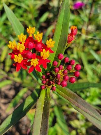 Tropical milkweed 