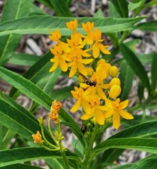 Tropical milkweed 2 