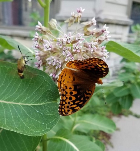 Common milkweed wtih fritillary 