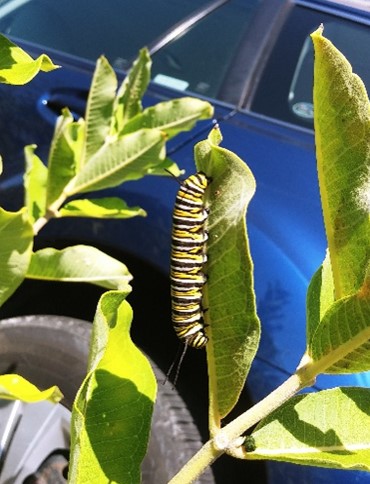 common milkweed wtih cat