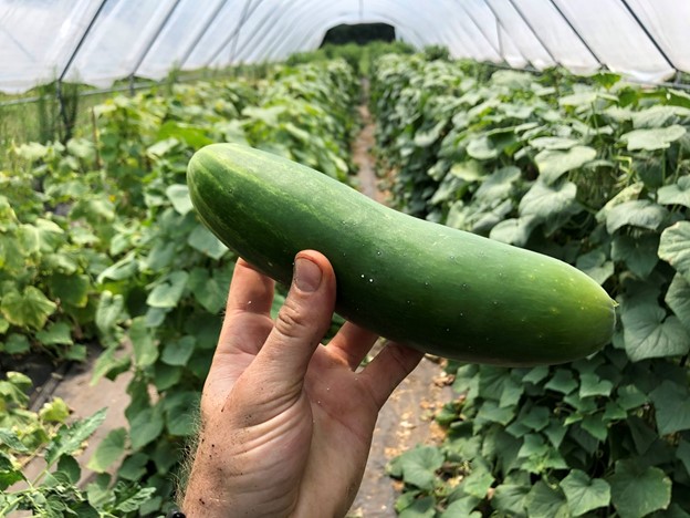 cucumber