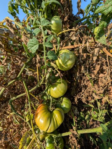 end of season tomato