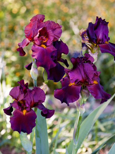 Iris 'War Chief' 