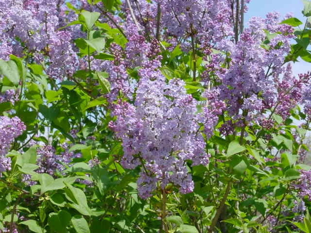 lilac flower