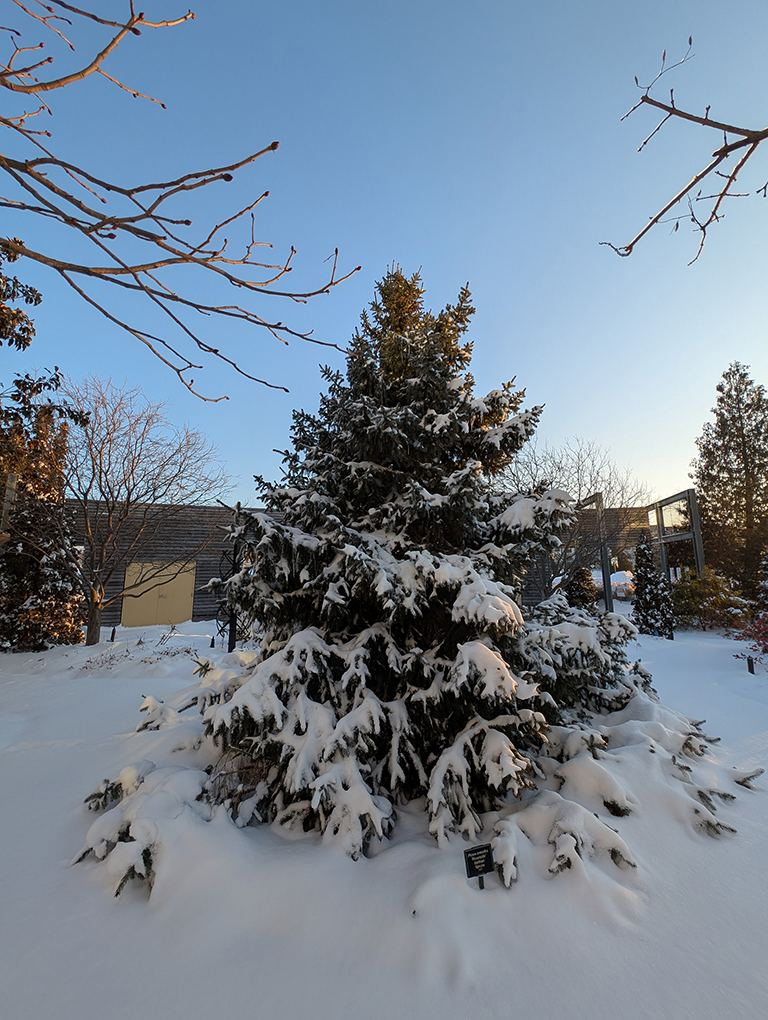 Evergreen in Snow at Garden Gallery Demonstration Garden 