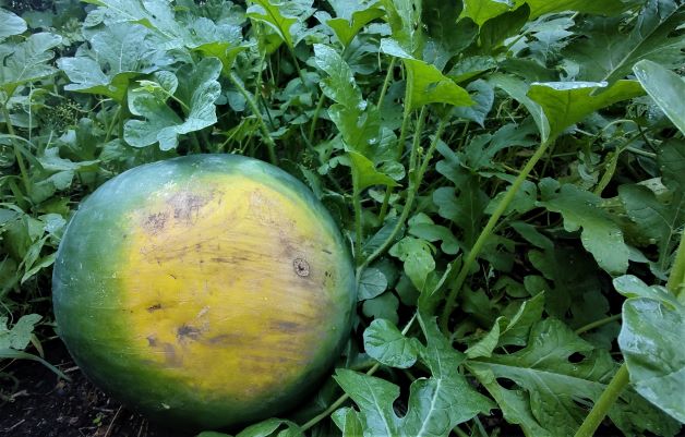Watermelon with yellow ground