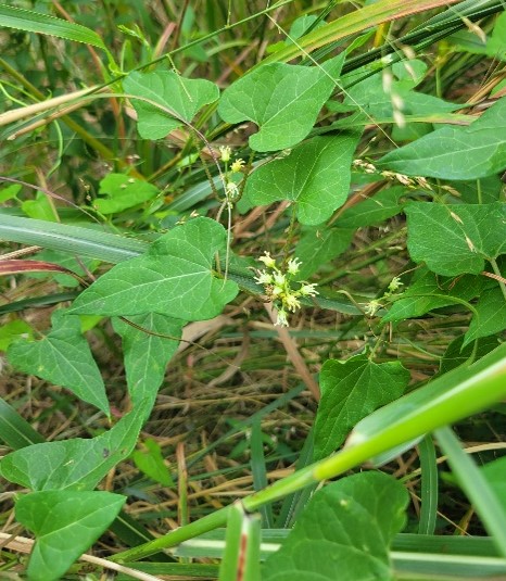 Honeyvine milkweed