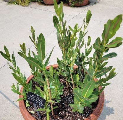 showy milkweed potted