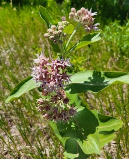 Showy milkweed