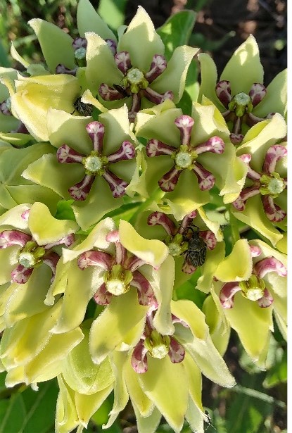 spider milkweed