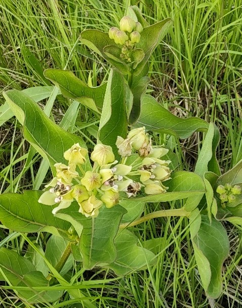 Spider milkweed