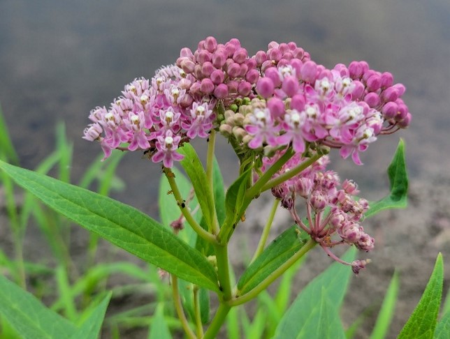 Swamp milkweed