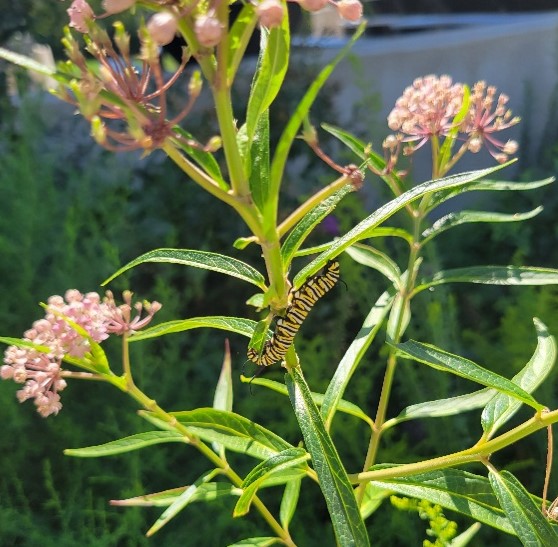 swamp milkweed with cat