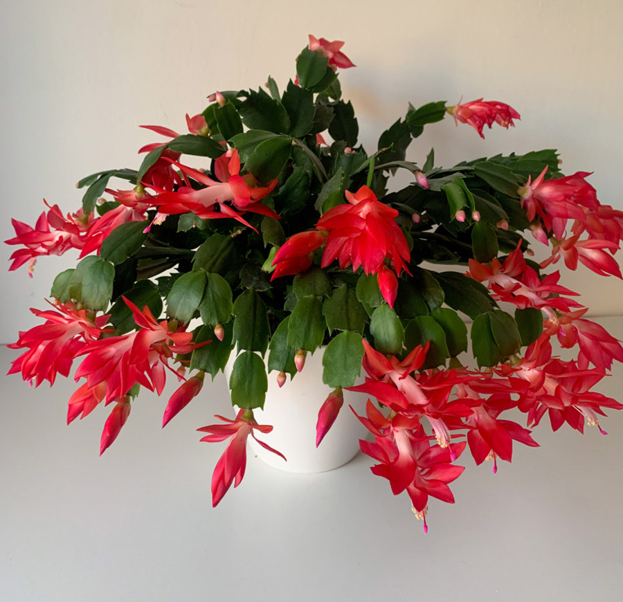 Thanksgiving Cactus 