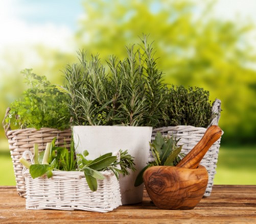 Herbs in Basket
