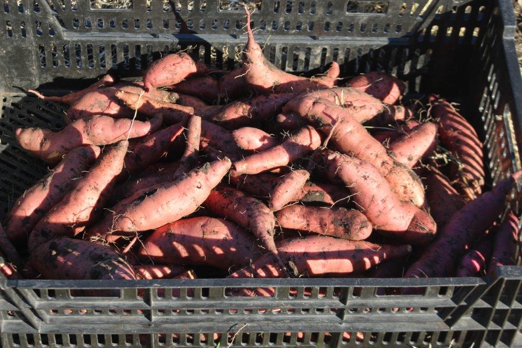 sweet potato harvest